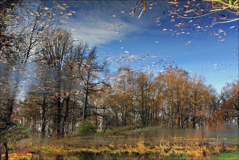 москва, ботанический сад Осенняя акварель...photo preview