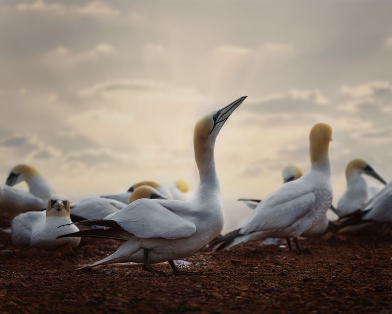 Gannets at Helgoland