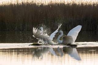 Ardea alba