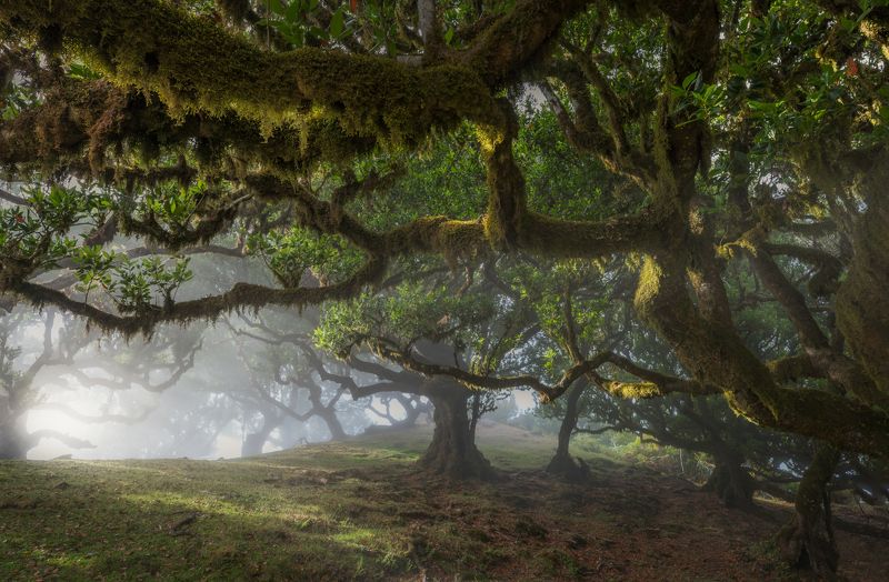 landscape, forest, rainforest, mood, fog, madeira, portugal The Green Echophoto preview