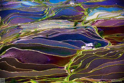 Colored Rice Terraces