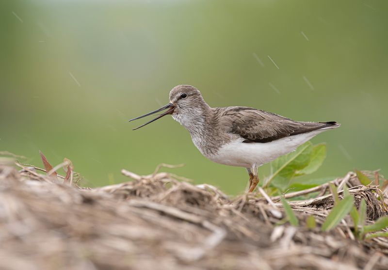 птицы,природа, весна Мородункаphoto preview