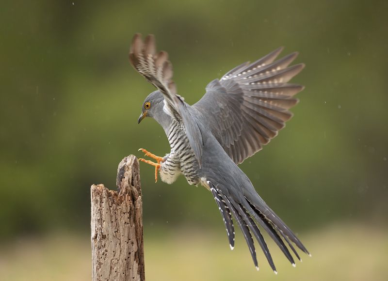 Cuckoo, Birds, Nature, Wildlife, Action, Flight, Canon Landingphoto preview