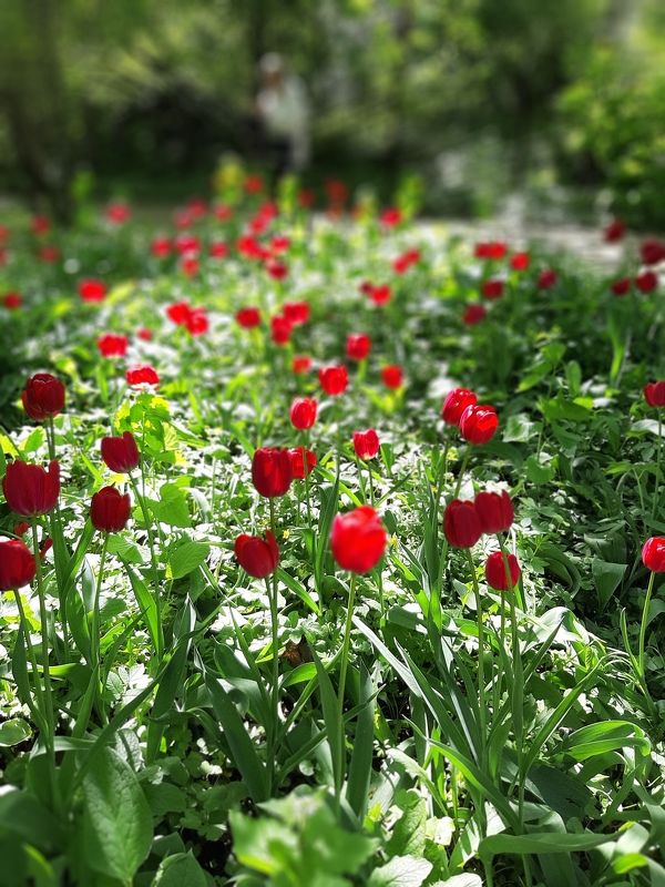 Тюльпаны, аптекарский огород Красный шёлк на зелёном ветруphoto preview