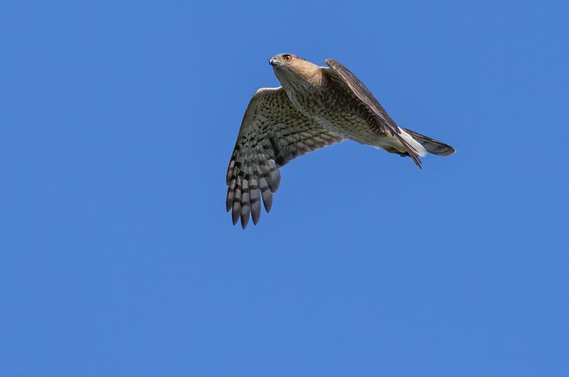 Cooper's Hawk