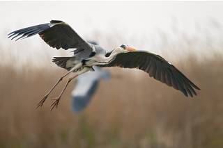 Ardea cinerea