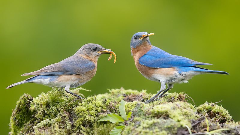 Couple Eastern Bluebirds - Восточная сиалия,  пара