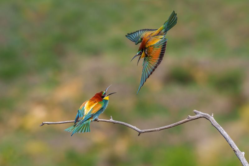 European bee-eater (Merops apiaster)...