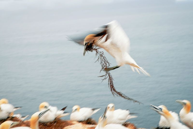 Landing gannet
