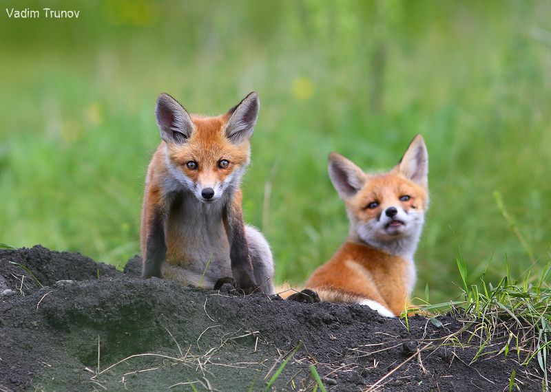 лисёнок, лисята, fox Лисятаphoto preview