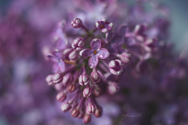 сирень, весна, капли Сиреневые текстурыphoto preview