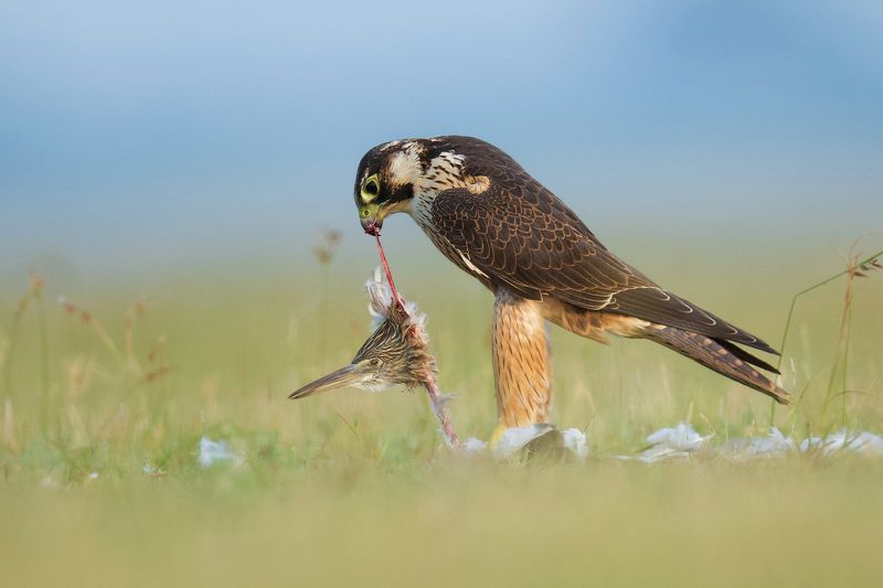 Shaheen Falcon devouring a Indian Pond Heron.