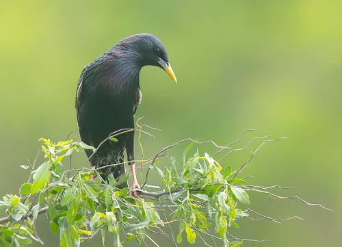 European Starling. Обыкновенный скворец
