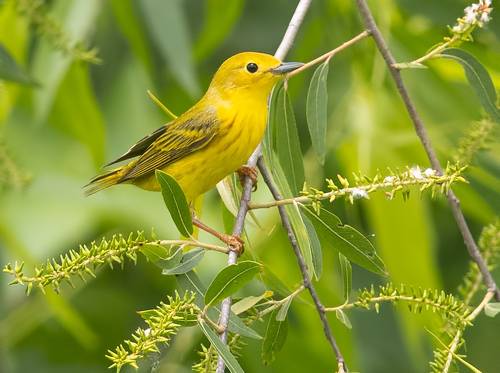 Yellow warbler - Жёлтая древесница