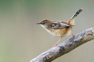 Cisticola juncidis