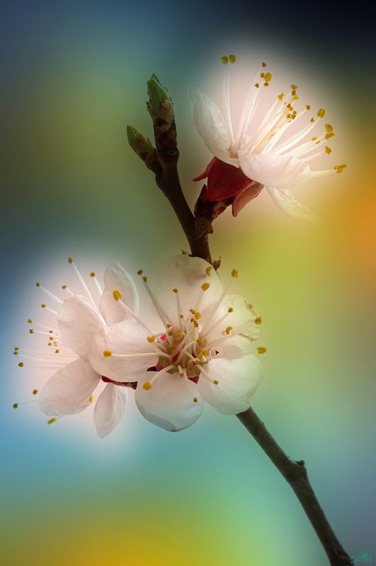 apricot, blossom, close-up, color, colors, color image, macro, nature, photography, tree, white, Apricot Blossomsphoto preview