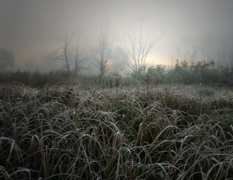 Морозное утро на болотеphoto preview