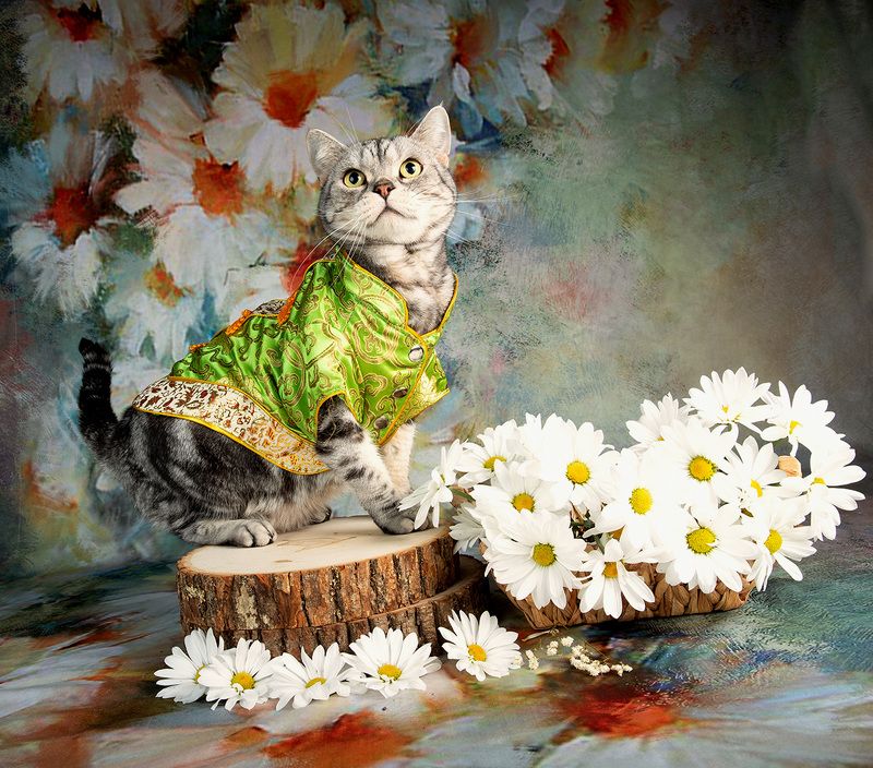 cat, cats, кот, кошка, домашние любицы,американский короткошерстный кот, american shorthair cat,цветы Маркиз  и летоphoto preview