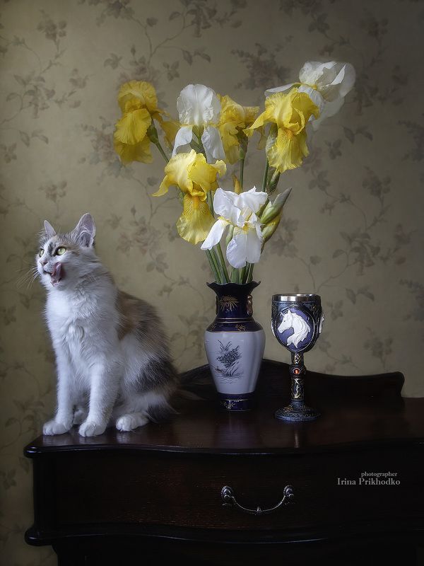 натюрморт, котонатюрморт, любопытная кошка, цветы,букет, ирисы Налакалась...photo preview