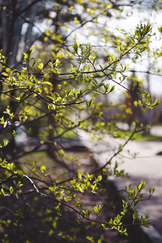 весна, зелень, деревья, ветки Весенний зелёныйphoto preview