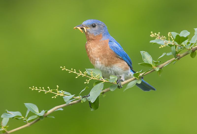 восточная сиалия, eastern bluebird,bluebird Eastern Bluebird male -Восточная сиалия самецphoto preview