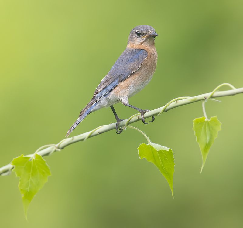 восточная сиалия, eastern bluebird, bluebird Eastern Bluebird female -Восточная сиалия. самкаphoto preview