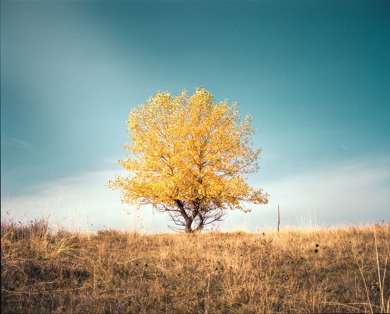 The tree of life фото превью