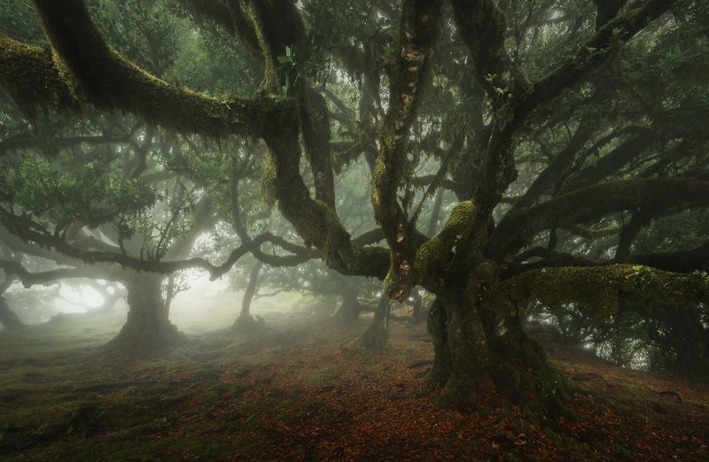 Landscape forest trees mood magic Madeira Portugal Ancient and Densephoto preview