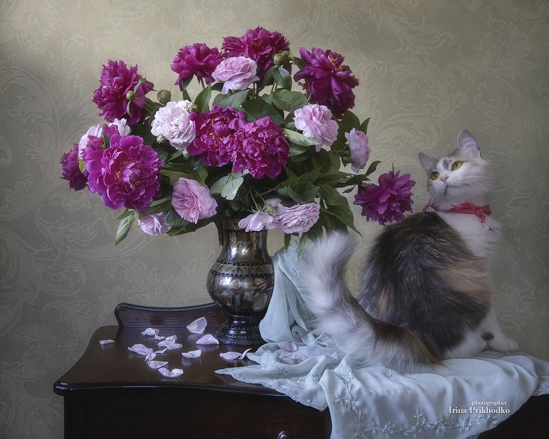 натюрморт, котонатюрморт, кошка, домашние питомцы, букеты, цветы,  Маленькая кокеткаphoto preview