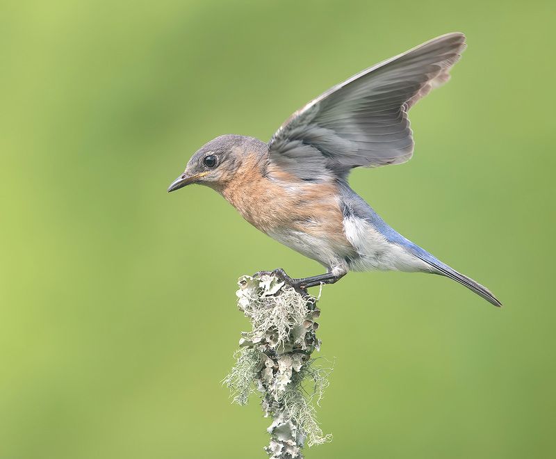 восточная сиалия, eastern bluebird,bluebird Eastern Bluebird female -Восточная сиалия. самкаphoto preview