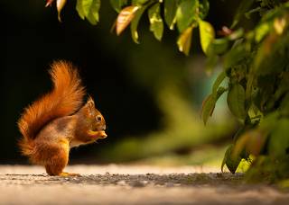 Squirrel