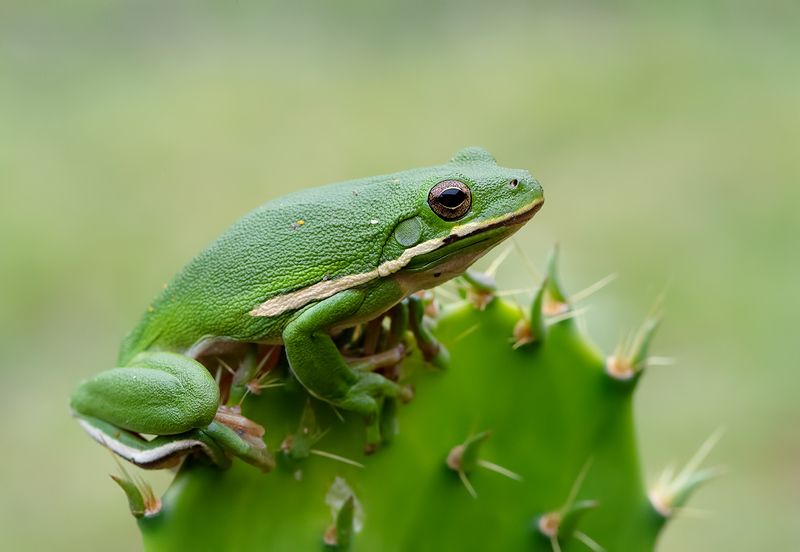 frog, лягушка, зеленая североамериканская квакша, макро, квакша Frog. Зеленая североамериканская квакшаphoto preview