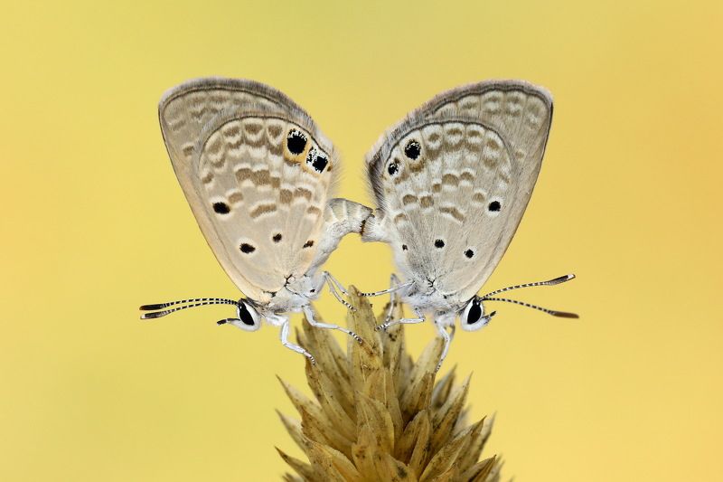 #butterfles #mating #macro #northcyprus #cyprus Matingphoto preview