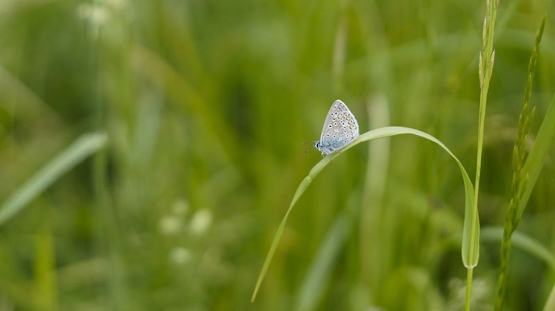 Бабочка голубянкаphoto preview