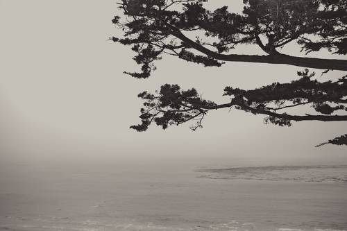 Pebble beach, туман