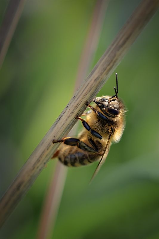 macro, пчела, насекомое, макро, калининград, bee Пчелаphoto preview