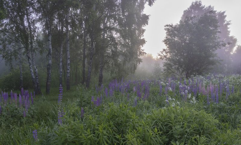 природа, пейзаж, туман, люпины Люпиновое утроphoto preview