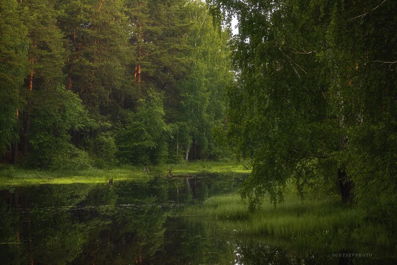 пруд, лес, пейзаж Лесной прудphoto preview