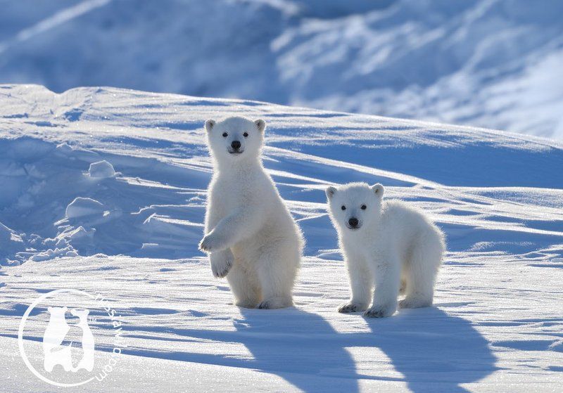Арктика, Белый медведь, Дикая природа Полярные новобранцыphoto preview