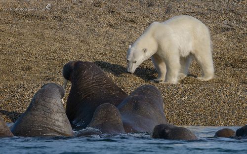 Гиганты Арктики | Arctic Giants