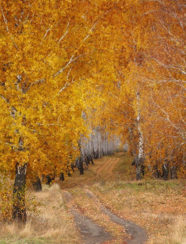 Осень В Фотографиях Известных Фотографов