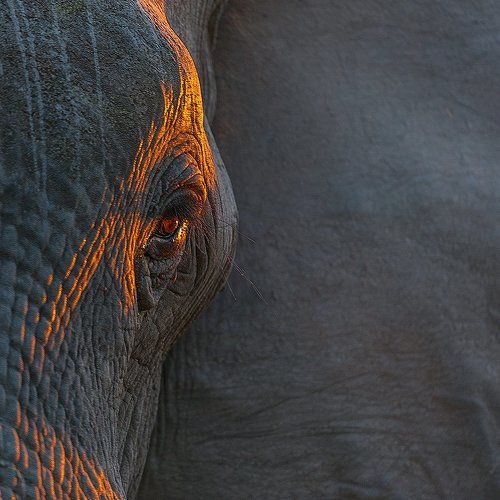 Последний луч заходящего солнца осветил глаз слона