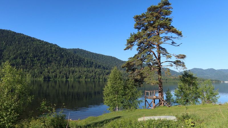природа,озеро,сосна,дерево Сосна на берегу озераphoto preview