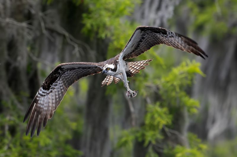 скопа, osprey, florida, флорида, хищные птицы, raptor Osprey - Скопаphoto preview
