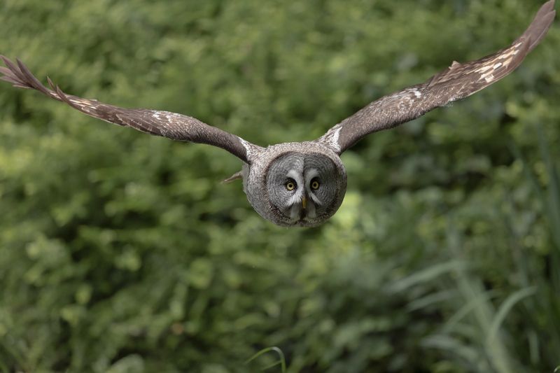 great grey owl, owl, birds, birds of prey, nature, wildlife Great Grey Owlphoto preview