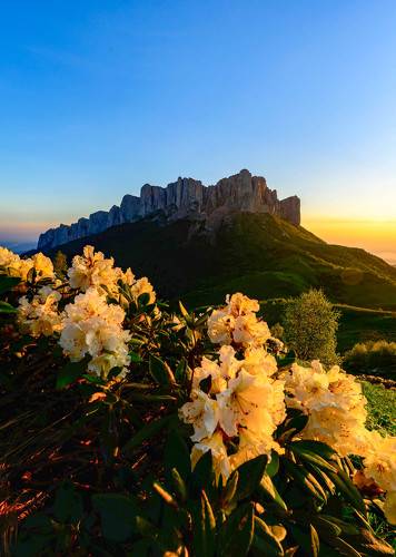 Цветение рододендронов под горой Большой Тхач