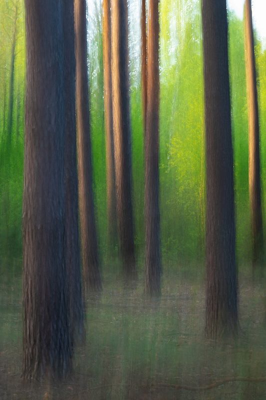 Краски лесаphoto preview