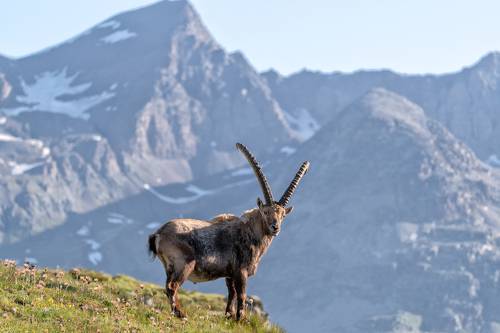 Male ibex