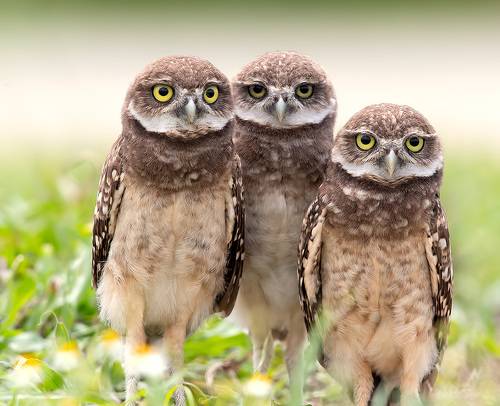 Сычики - Burrowing Owlet