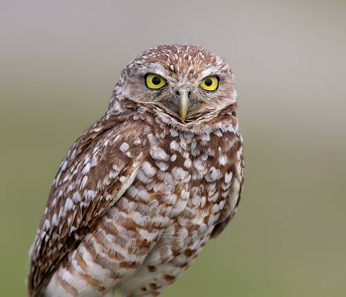 Сыч - Burrowing Owl